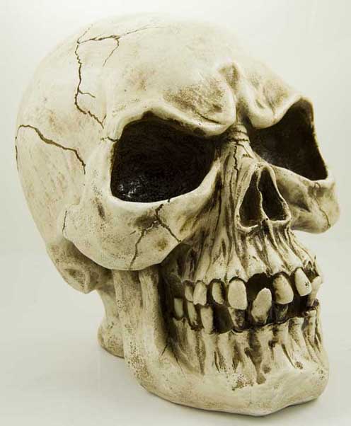 Large Skull Natural Poly Resin