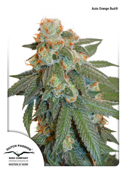 Auto Orange Bud 7pk