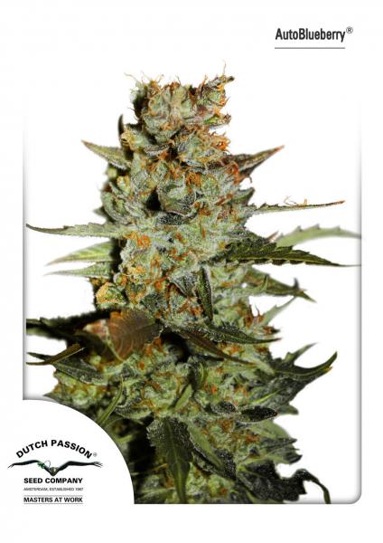 Auto Blueberry 7Pk