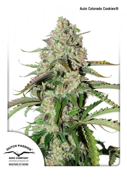 Auto Colorado Cookies 7Pk