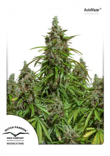 Auto Mazar 7Pk