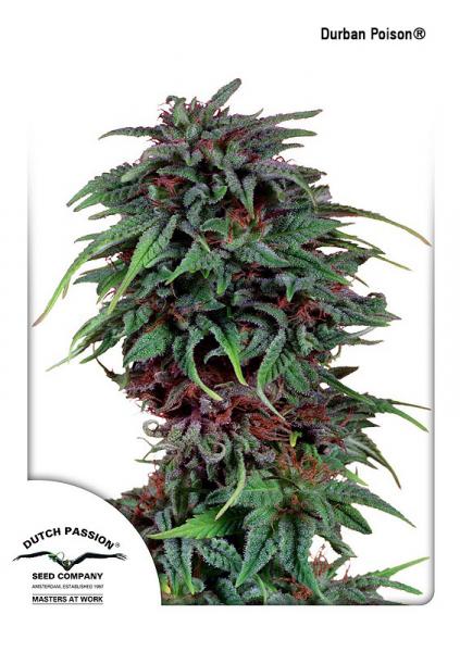 Durban Poison 10Pk