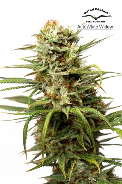 Auto White Widow 7Pk