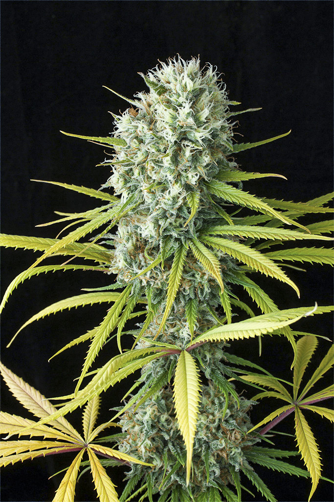 Original Amnesia - 5PK