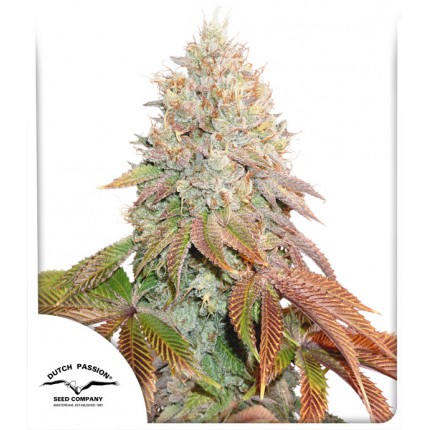 Auto Banana Blaze 3pk