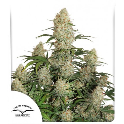 Auto Critical Orange Punch 7pk