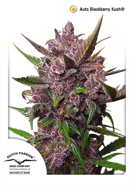 Auto Blackberry Kush 3pk