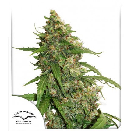 Auto CBD Compassion Lime 3pk