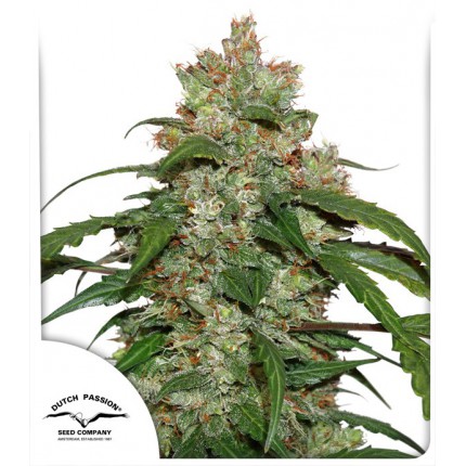 Auto CBD White Widow 3pk
