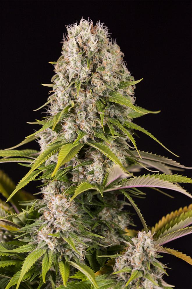 Diesel- 5pk