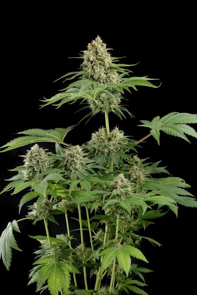 Moby Dick 5 pk