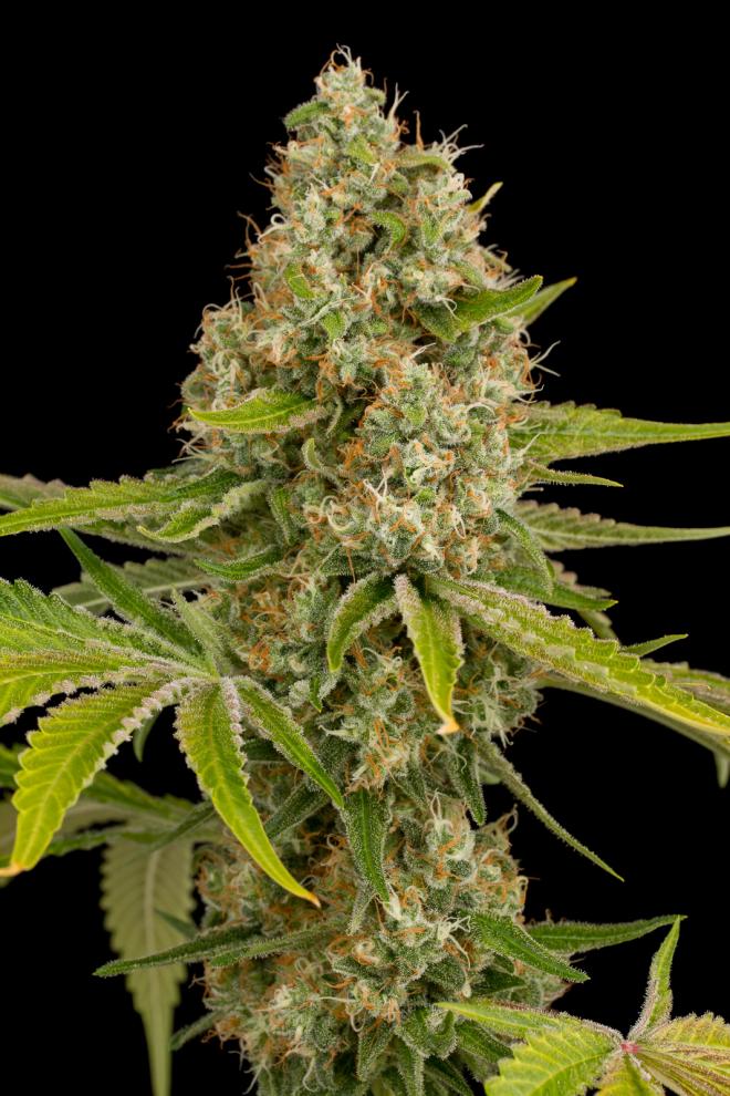 O G Kush 5pk