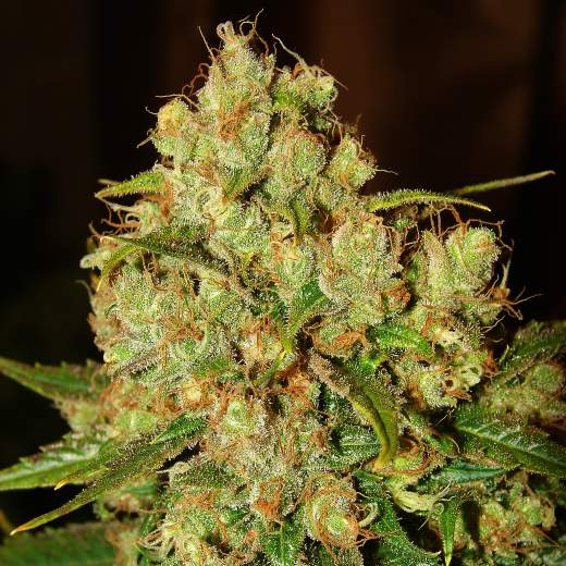 Master Kush - 3pk