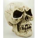 Large Skull Natural Poly Resin