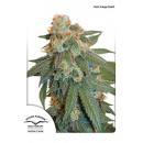 Auto Orange Bud 3pk
