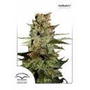 Auto Blueberry 7Pk