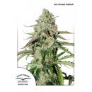 Auto Colorado Cookies 7Pk