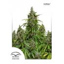 Auto Mazar 7Pk