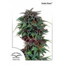 Durban Poison 10Pk