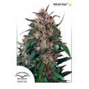 Hollands Hope 10pk