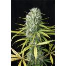 Original Amnesia - 5PK