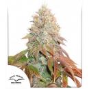 Auto Banana Blaze 3pk