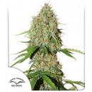 Auto Brooklyn Sunrise 7pk