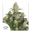 Auto Critical Orange Punch 7pk