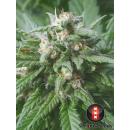 Biddy Early- 6pk