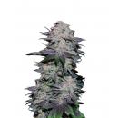 Auto Blackberry Kush 3pk