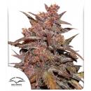 Auto CBD Blackberry Kush 3pk