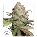 CBD Charlotte's Angel -3PK