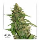 Auto CBD Compassion Lime 3pk
