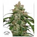 Auto CBD White Widow 3pk