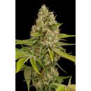 O G Kush 5pk