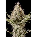 Dinamex -5PK