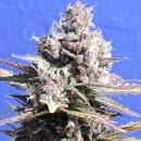 Gelato 5pk + 2 free
