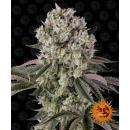 Glookies -5pk