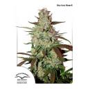 Auto Blue Mazar 7pk