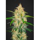 Zkittlez Auto - 5pk