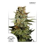 Auto Blueberry