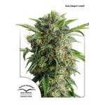 Auto Daiquiri Lime