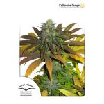 Californian Orange