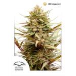 CBD Strains