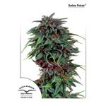 Durban Poison