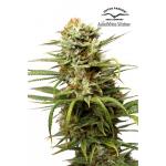 Auto White Widow