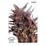 Purple #1