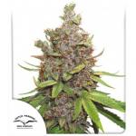 Auto Glueberry OG