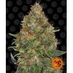 Autoflowering