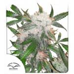 White Widow